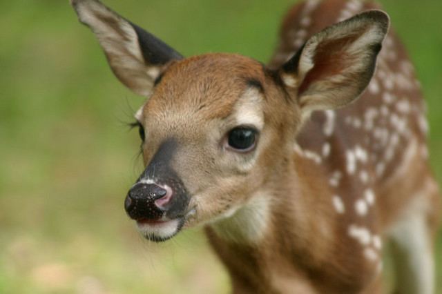Cutest Deer